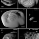 The five Saturnian ring moons included in the new analysis: Pan, Daphnis, Atlas, Pandora, and Epimetheus.